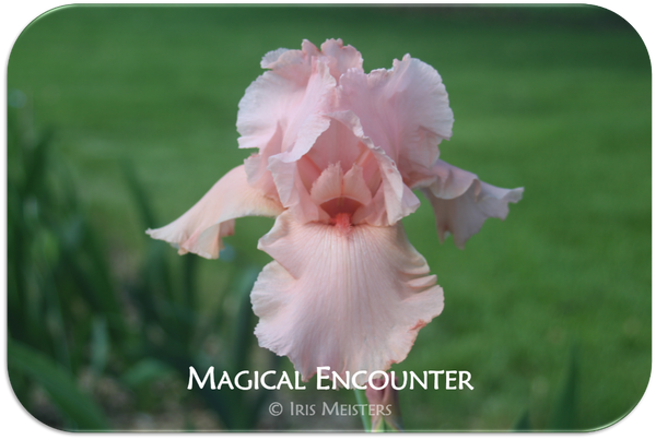 Tall bearded iris Magical Encounter
