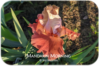 Mandarin Morning