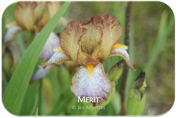 Miniature Tall Bearded iris Merit