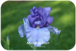 Tall bearded iris Missouri Mist