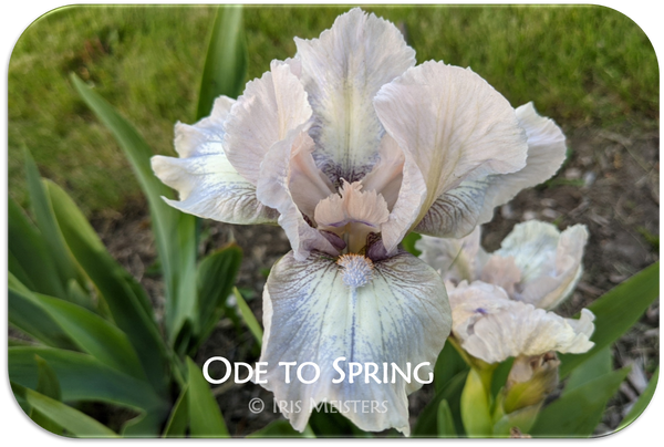 Ode to Spring