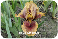 Oklahoma Bandit