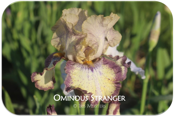 Tall bearded iris Ominous Stranger