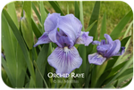 Orchid Raye