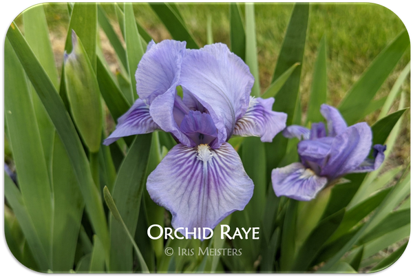 Orchid Raye