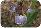 Standard Dwarf Bearded iris Overcast