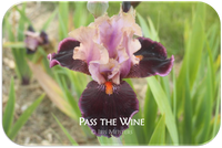 Tall bearded iris Pass the Wine