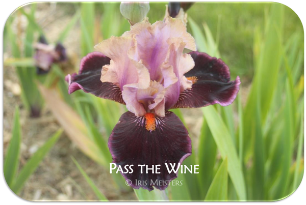 Tall bearded iris Pass the Wine