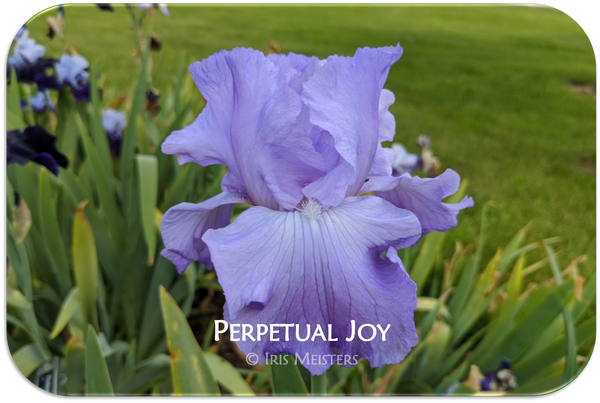 Perpetual Joy