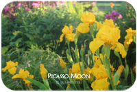 Tall bearded iris Picasso Moon
