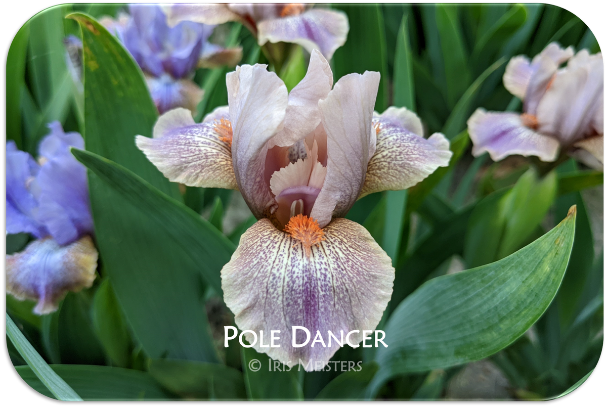 Pole Dancer Iris Meisters pole-dancer-iris-meisters
