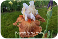 Pumpkin Pie ala Mode