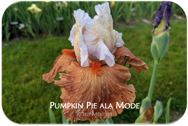 Pumpkin Pie ala Mode