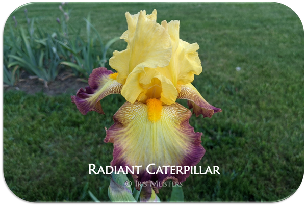 Radiant Caterpillar
