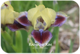 Standard Dwarf Bearded iris Rainbow Rim