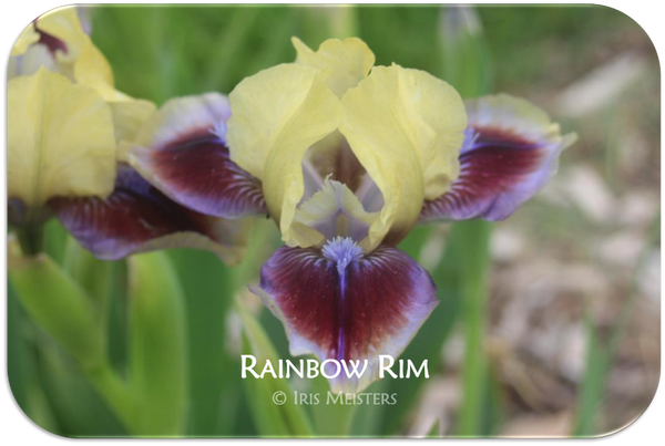 Standard Dwarf Bearded iris Rainbow Rim