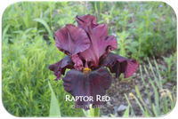Tall bearded iris Raptor Red