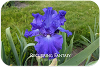 Recurring Fantasy