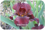 Intermediate bearded iris Red Zinger