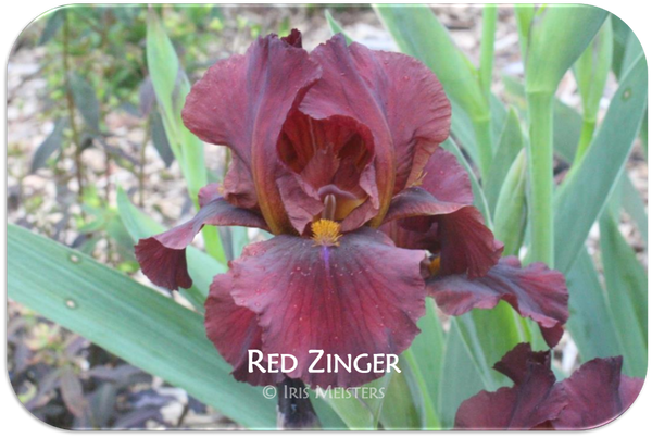 Intermediate bearded iris Red Zinger