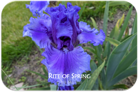 Rite of Spring