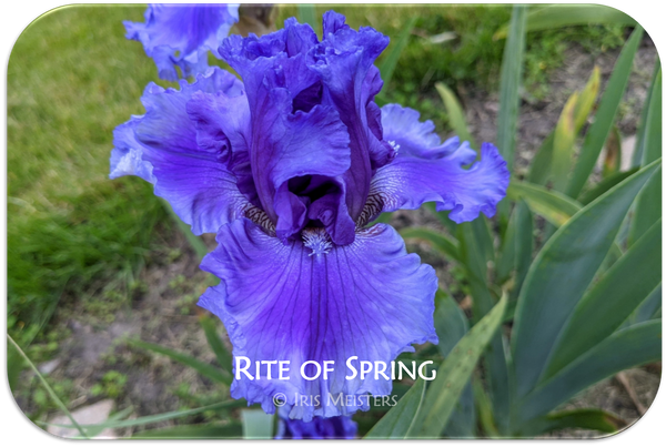 Rite of Spring