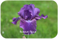 Tall bearded iris Rosalie Figge Reblooming