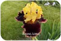 Ruling Lord