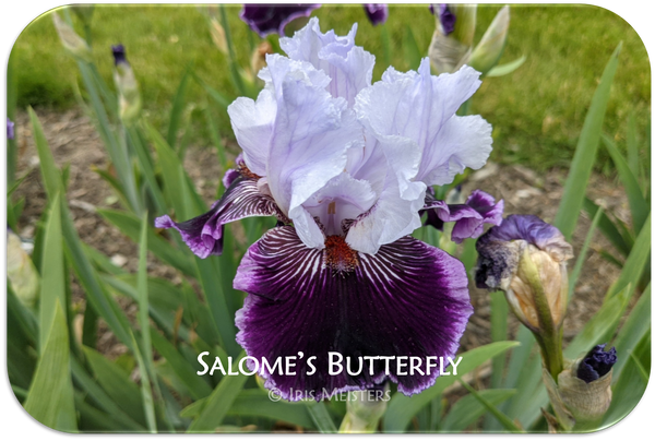Salome's Butterfly