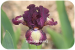 Standard Dwarf Bearded iris Skimbleshanks