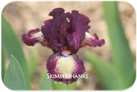 Standard Dwarf Bearded iris Skimbleshanks