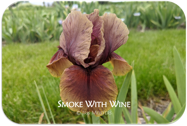 Smoke With Wine
