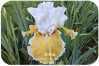 Sofia