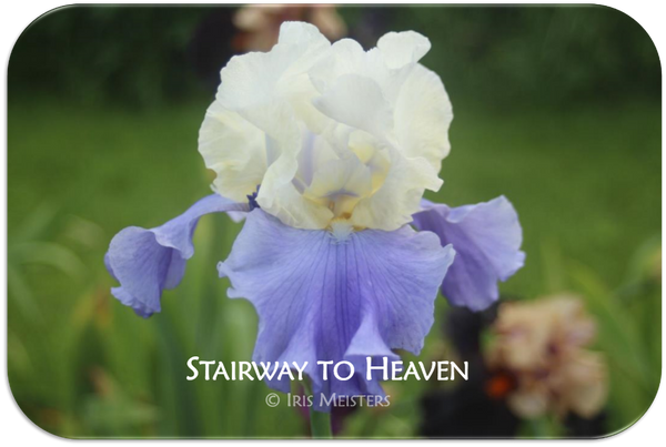 Tall bearded iris Stairway to Heaven
