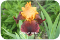 Tall bearded iris Supreme Sultan