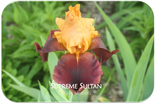 Tall bearded iris Supreme Sultan