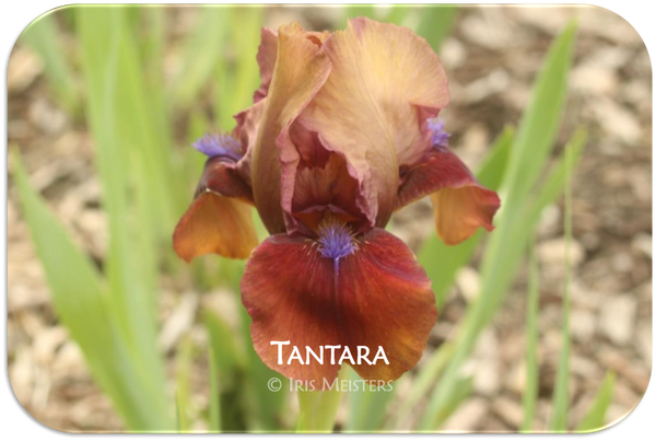 Standard Dwarf Bearded iris Tantara