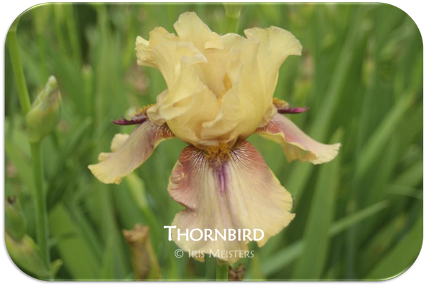 Tall bearded iris Thornbird Space Age