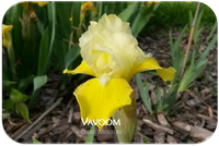 Standard Dwarf Bearded iris Vavoom