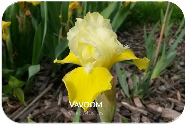 Standard Dwarf Bearded iris Vavoom
