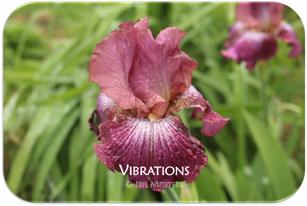 Tall bearded iris Vibrations