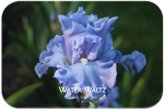 Tall bearded iris Water Waltz