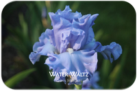 Tall bearded iris Water Waltz
