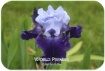 Tall bearded iris World Premier