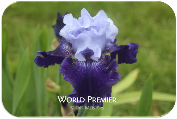 Tall bearded iris World Premier
