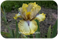 Wrights' Flights