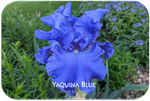 Yaquina Blue