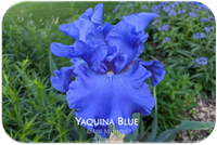 Yaquina Blue